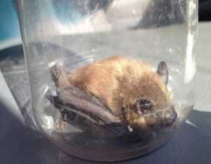 bat removal company Stark County