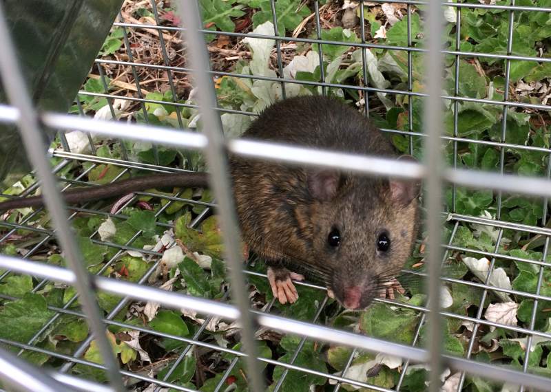 Bath mouse exterminators