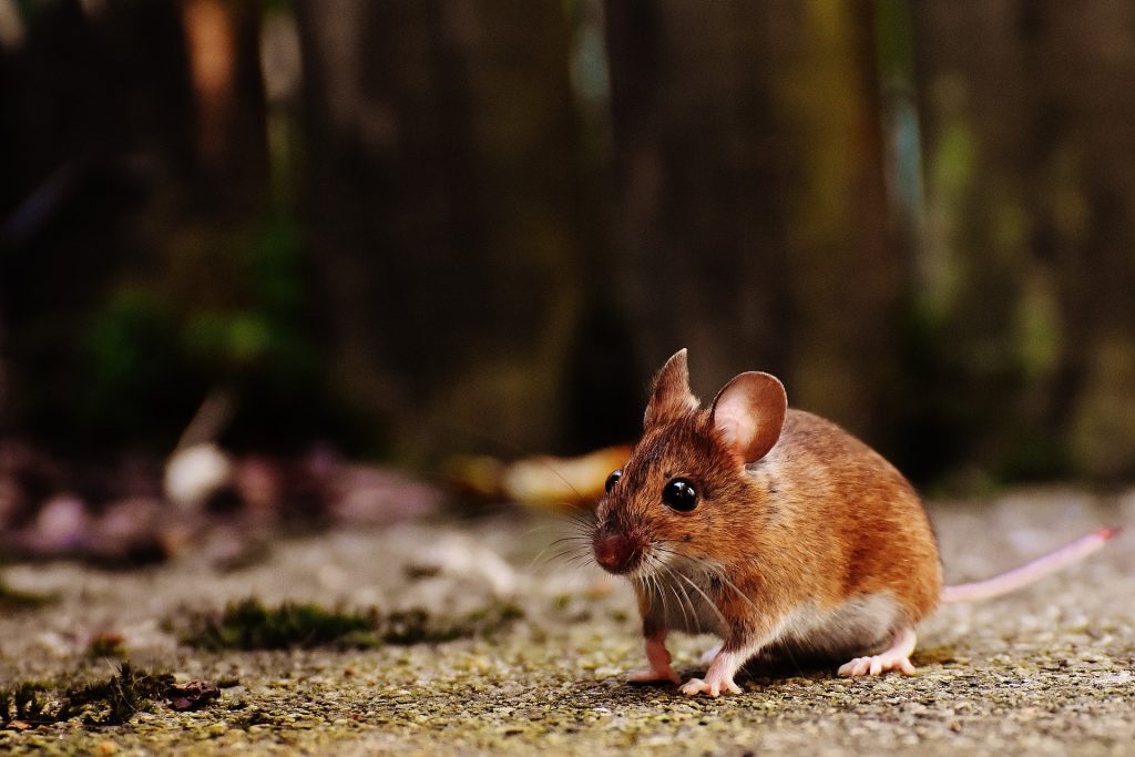 mouse removal Bath OH