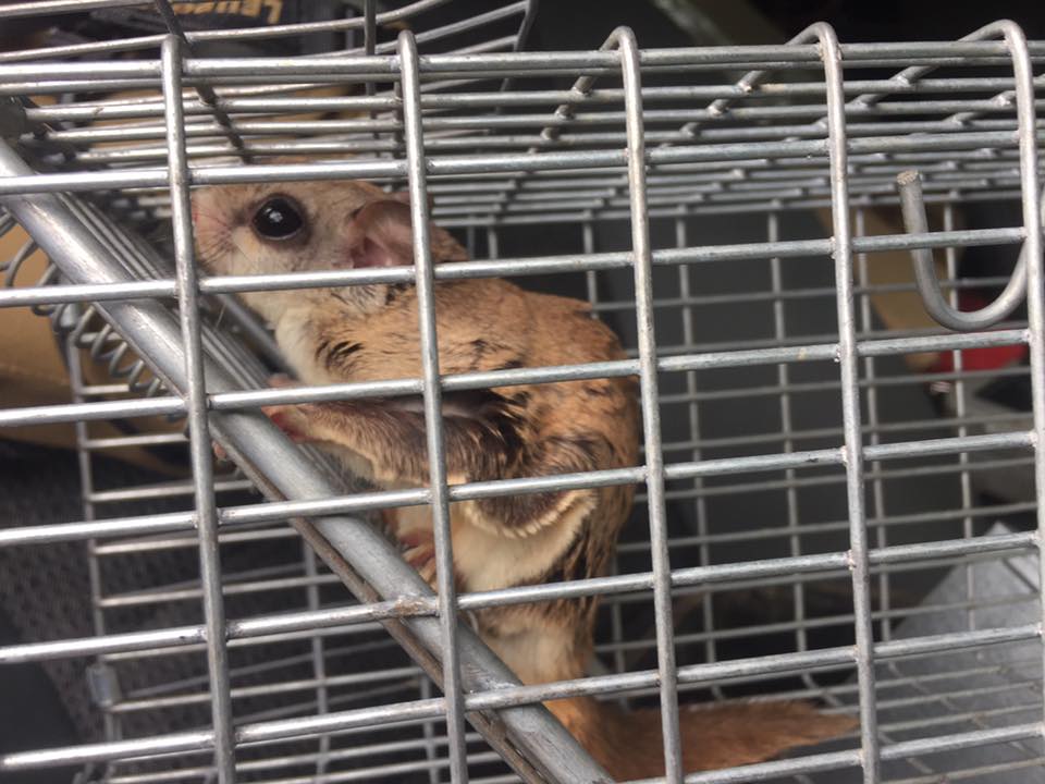 flying squirrel trapped