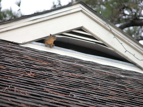 How do squirrel get in an attic?