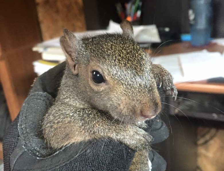 How to Get (And Keep) Squirrels Out of Your Attic - Varment Guard Wildlife  Services