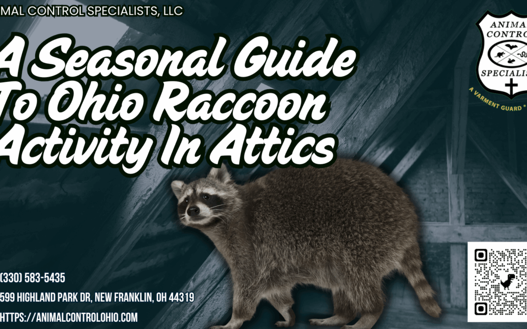 A Seasonal Guide to Ohio Raccoon Activity in Attics