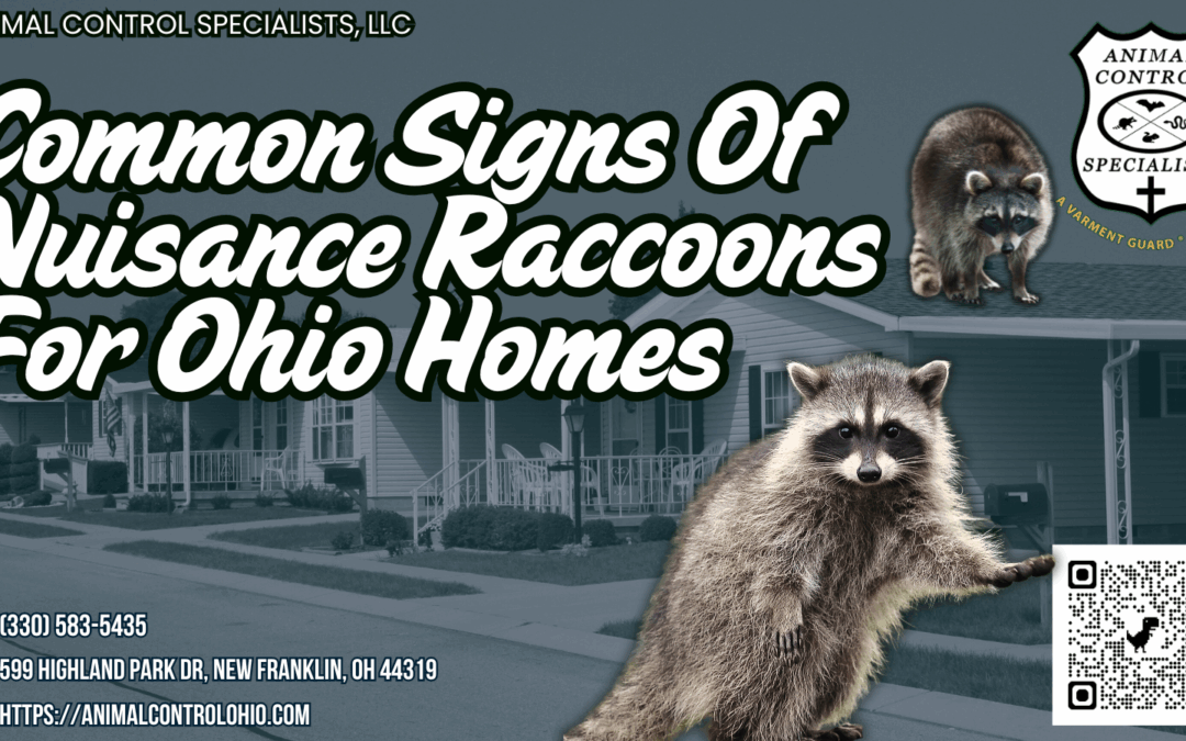 Common Signs of Nuisance Raccoons For Ohio Homes