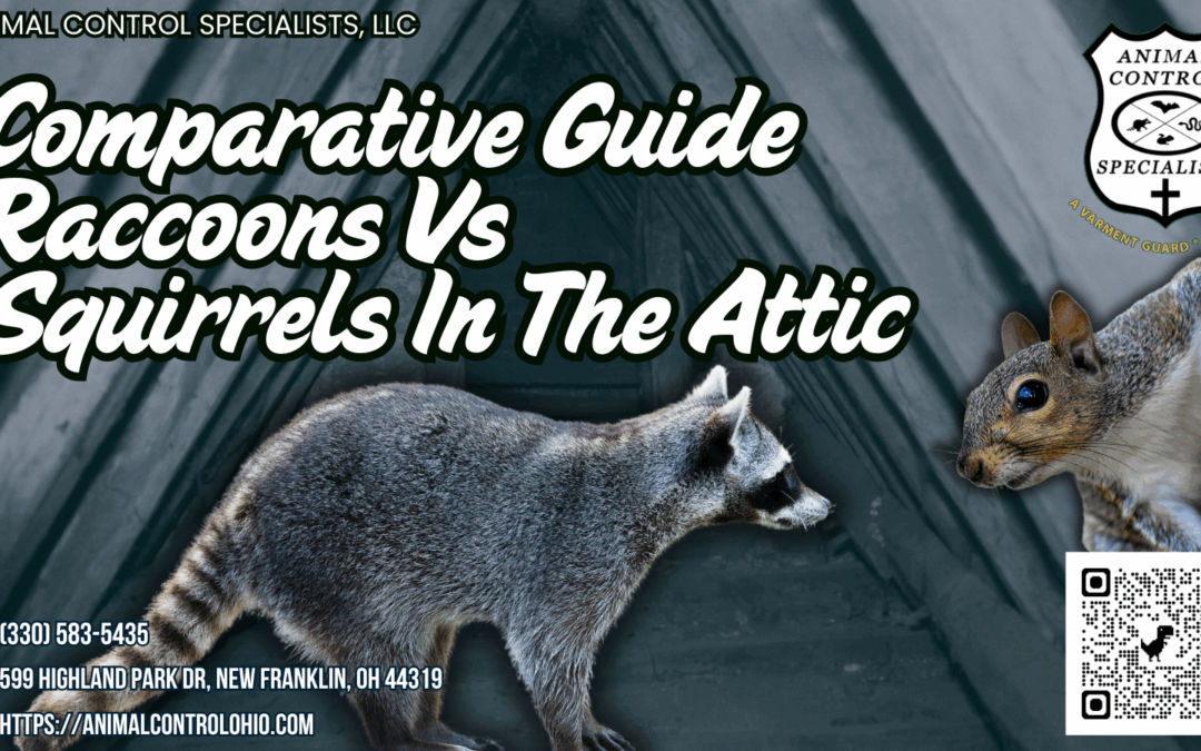 Comparative Guide Raccoons Vs Squirrels In The Attic