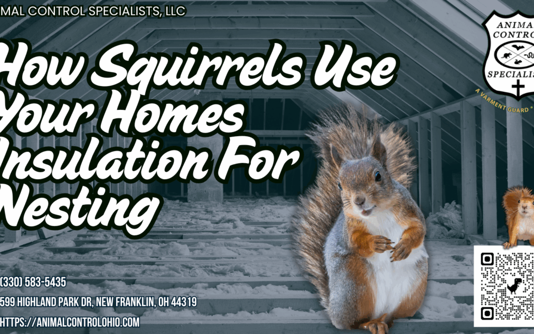 How Squirrels Use Your Homes Insulation For Nesting