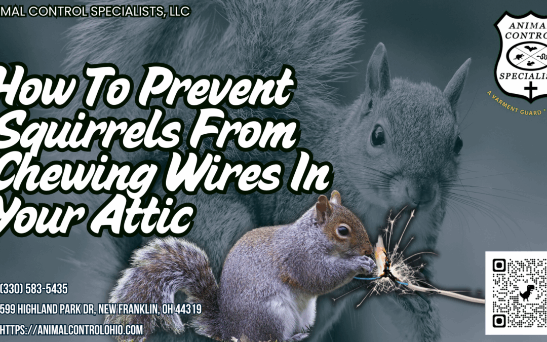 How To Prevent Squirrels From Chewing Wires In Your Attic