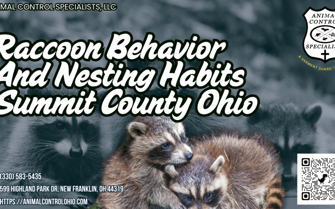 Raccoon Behavior and Nesting Habits: Summit County, Ohio