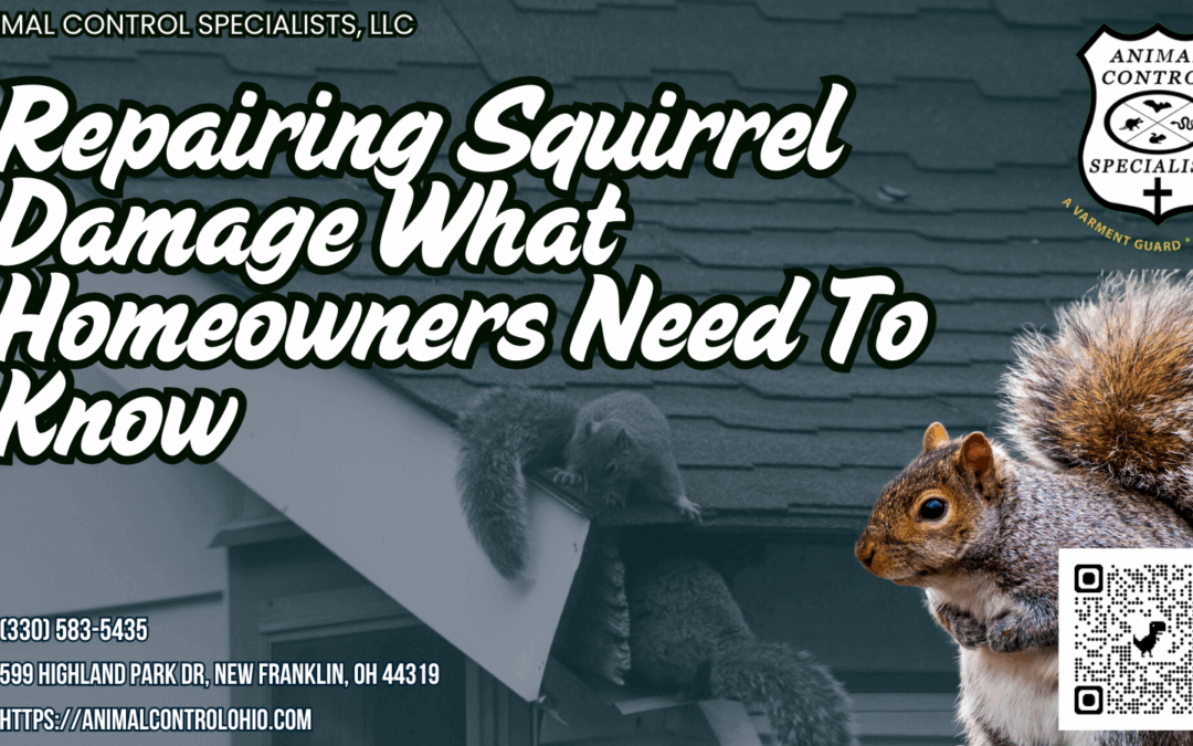 Repairing Squirrel Damage What Homeowners Need To Know