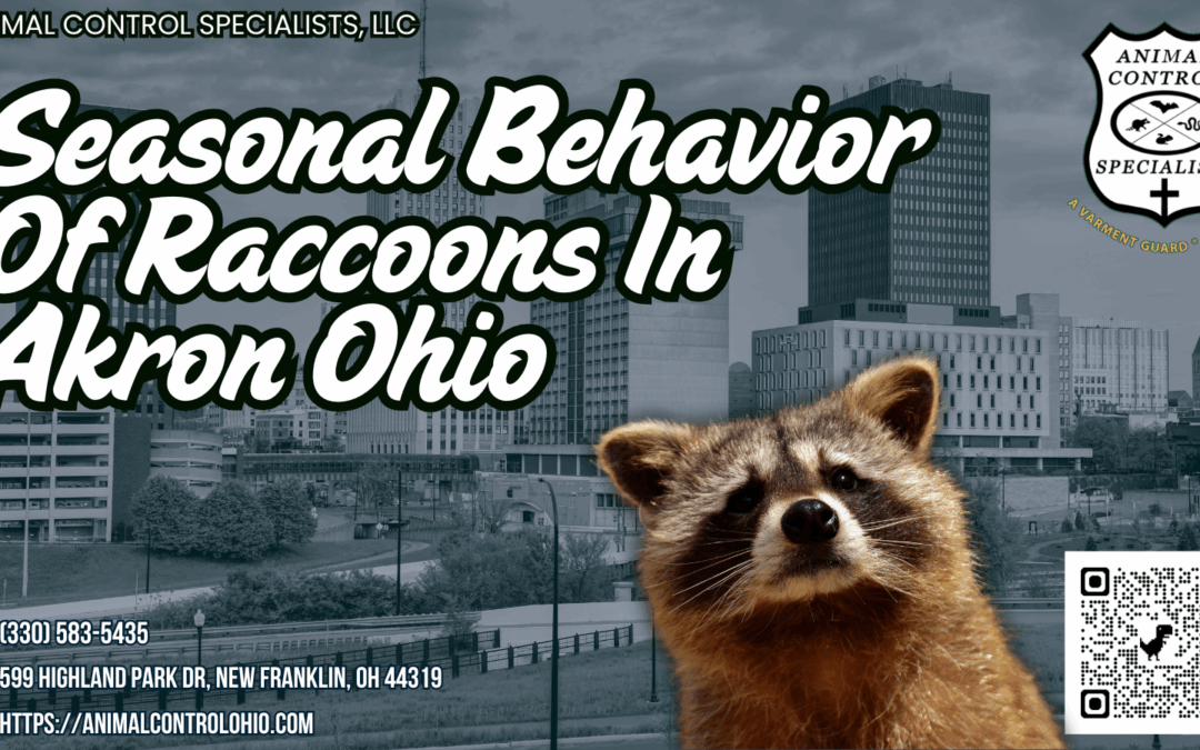 Seasonal Behavior of Raccoons in Akron, Ohio
