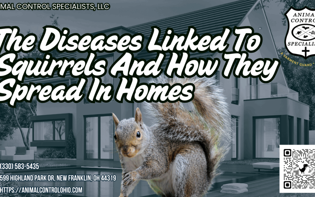 The Diseases Linked To Squirrels And How They Spread In Homes