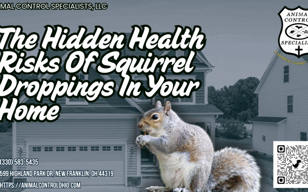 The Hidden Health Risks of Squirrel Droppings in Your Home