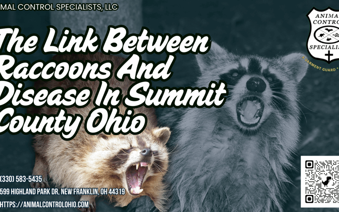 The Link Between Raccoons And Disease In Summit County Ohio