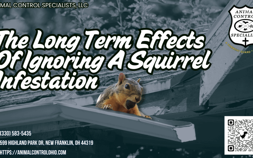 The Long Term Effects Of Ignoring A Squirrel Infestation