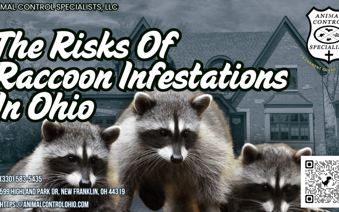 The Risks Of Raccoon Infestations In Ohio