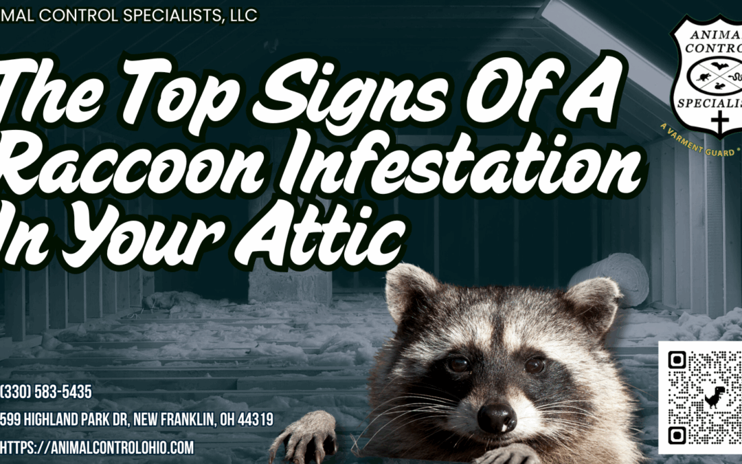 The Top Signs Of A Raccoon Infestation In Your Attic