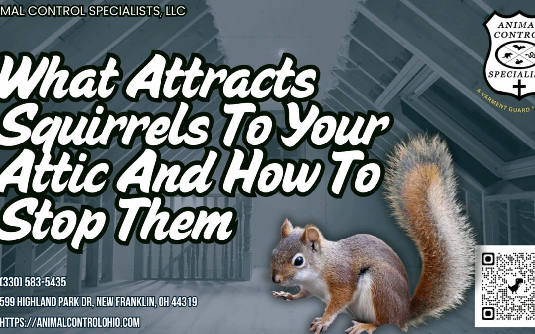 What Attracts Squirrels To Your Attic And How To Stop Them