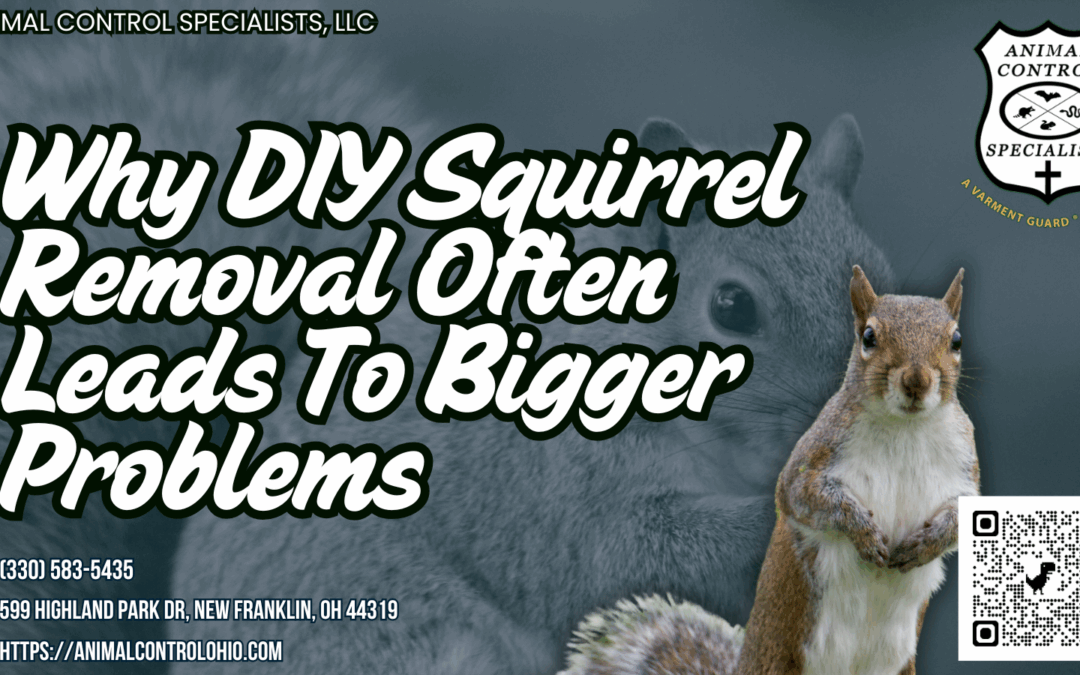 Why DIY Squirrel Removal Often Leads To Bigger Problems