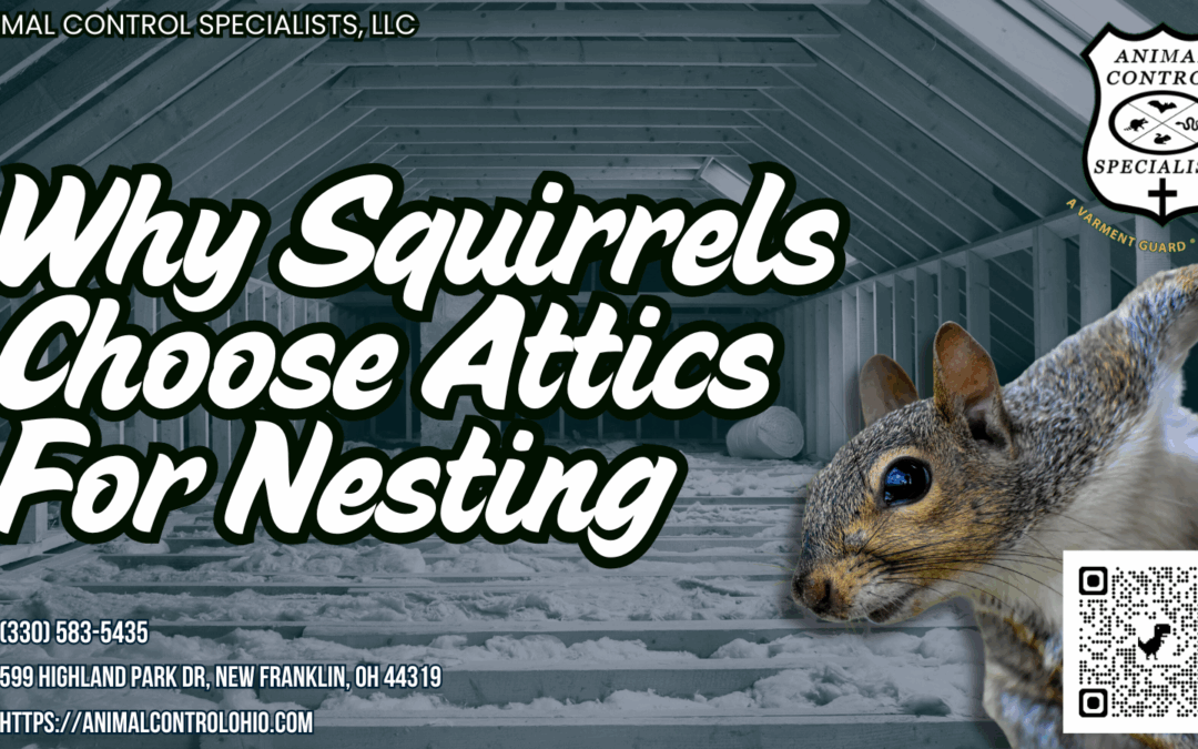 Why Squirrels Choose Attics For Nesting