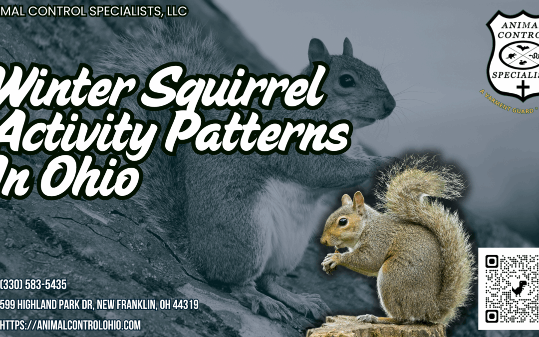 Winter Squirrel Activity Patterns In Ohio